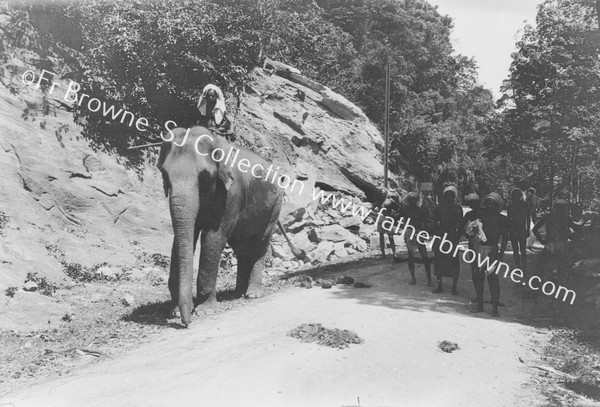 ELEPHANTS 'STEAM ROLLING' THE ROAD